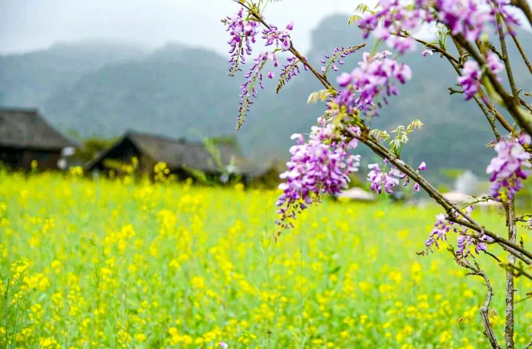 老木棉景區(qū)紫藤花2.jpg