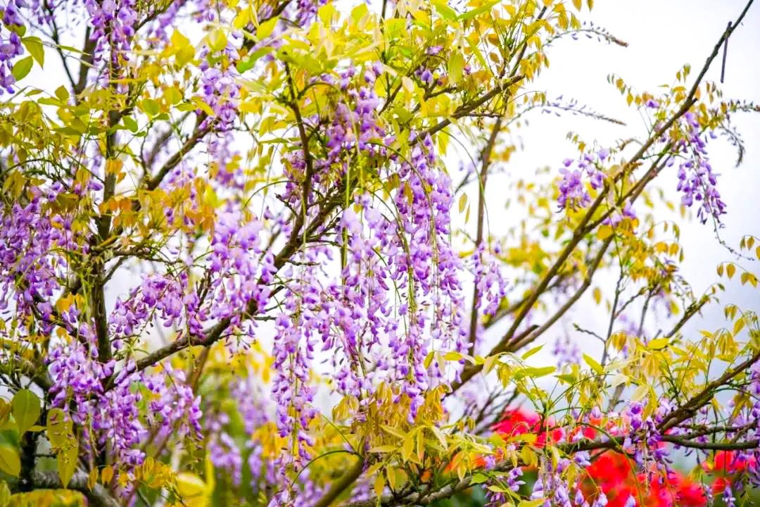 老木棉景區(qū)紫藤花.jpg